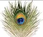 Peacock Eye Feather Natural Fly Tying Material