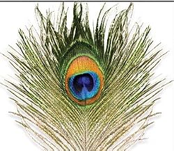 Peacock Eye Feather Natural Fly Tying Material