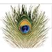 Peacock Eye Feather Natural Fly Tying Material