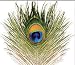 Peacock Eye Feather Natural Fly Tying Material