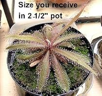 Carnivorous Lace-Leaf Australian Sundew Plant -Drosera