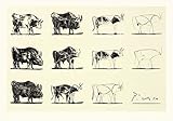Tipps & Infos Rind: Kunstdruck Poster: Pablo Picasso Le Taureau 70 x 50 photo 51ucwwTIIbL. SL160 Tipps & Infos Rind: Kunstdruck Poster: Pablo Picasso Le Taureau 70 x 50