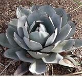 10 AGAVE PARRYI VAR TRUCATA DESERT SOUTHWEST PLANT SEEDS - B001UDIQYS