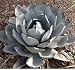 10 AGAVE PARRYI VAR TRUCATA DESERT SOUTHWEST PLANT SEEDS