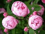 Eigenschaften Agel Rosen  / Rambler 