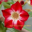 9GreenBox - Very Rare Grafted Adenium Desert Rose Moon Light 3 ~ 4 Years House Plant Bonsai