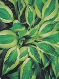 Hanky Panky Hosta-Creamy Yellow-Green Centers!