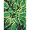 Hanky Panky Hosta-Creamy Yellow-Green Centers!