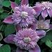 Baby Girl Gifts - Clematis Josephine