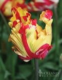 Bright Parrot Tulip - 10 bulbs