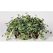Artificial Variegated English Ivy Ledge Plant
