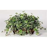 House of Silk Flowers Artificial Variegated English Ivy Ledge Plant 33w x 19h by House of Silk Flowers