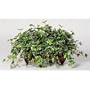 Artificial Variegated English Ivy Ledge Plant