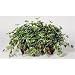 Artificial Variegated English Ivy Ledge Plant