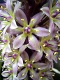Bi - Color Pineapple Lily - B0013H3WEK