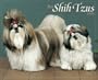 Just Shih Tzus
