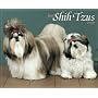 Just Shih Tzus 2009 Calendar