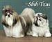 Just Shih Tzus 2009 Calendar