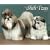 Just Shih Tzus 2009 Calendar