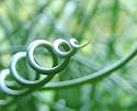 Curls of Love 20 Seeds - Juncus filiformis -Indoors/Out