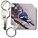 3dRose Blue Jay - Key Chains, 2.25 x 4.5 inches, set of 2 (kc_606_1)