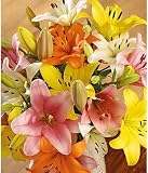 Luxury Lilies