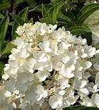 Little Lamb Hydrangea paniculata - Pristine White