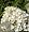 Little Lamb Hydrangea Paniculata