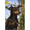 Le Pinscher