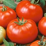 25 Seeds, Tomato "Beefsteak" (Lycopersicon esculentum) Seeds By Seed Needs ~ Seed Needs: Vegetables