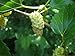 Mulberry Tea - White | Blood Sugar Controller Tea | Great Hot or Cold | White Mulberry Tea (Morus Alba) | Caffeine Free | Great Reviews | Weight Loss Tea | Sunrise Pure Nutrition Guarantee