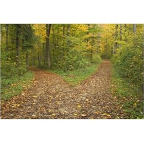 Photographic Print of crossroads - showing fork in path where a country forest road in a colourful... from Ardea