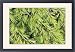 Framed Prints of Deodar cedar (Cedrus Golden Horizon) from Science Photo Library