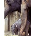 Baby Elephant Eating Hay at Feet of Adult Elephants, Oregon Zoo, Portland, USA Photographic Poster Print by Janis Miglavs, 18x24