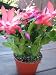 Christmas cactus-Zygocactus Truncatus-10 seeds