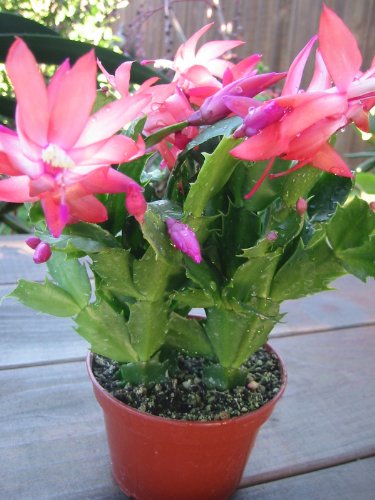 Christmas Cactus