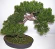 17" Boxwood Bonsai Topiary