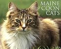 Maine Coon Cats 2011 Calendar