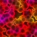 Bacterial Culture under Microscope - 24