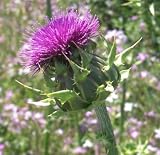 Cardoon 15 Seeds - Edible - Cynara cardunculus - Veggie - B000VLOWD4