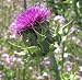 Cardoon 15 Seeds - Edible-Cynara cardunculus - Veggie