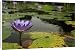 Canvas Prints of GP-29 Purple Waterlily flower in a pond from Ardea Wildlife Pets
