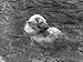 Hector the Polar Bear Drinking from a Bottle During the Summer of 1970 at Calderpark Zoo Photographic Poster Print by Mirrorpix, 24x18 Image