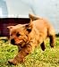 PUPPY CARE: FROM NEWBORN ONWARD