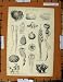 Antique Print C1800-1870 Ascidia Cynthia Distoria Momus