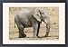 Framed Prints of African Elephant - at rest with a tracking collar around its neck from Ardea Wildli