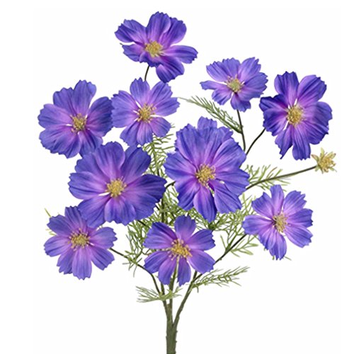 20 Silk Cosmos Flower Bush Purple (pack of 12) Check Price NorrisFLolago
