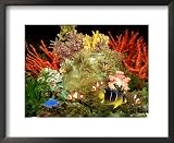 Community of Marine Fish in an Aquarium Setting of Live Invertebrate Decor Photography Framed Art Poster Print by Max Gibbs, 22x18