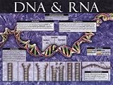 DNA & RNA Education Art Poster Print, 24x18