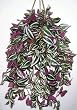 Giant Wandering Jew Hanging Basket